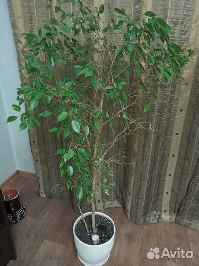 Фикус бенджамина