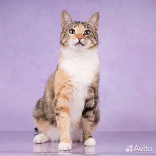 Кошка в добрые руки