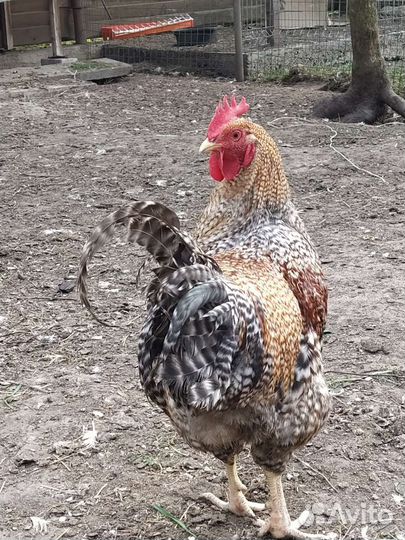 Цыплята ливенских ситцевых, Билефельдеры,Петух