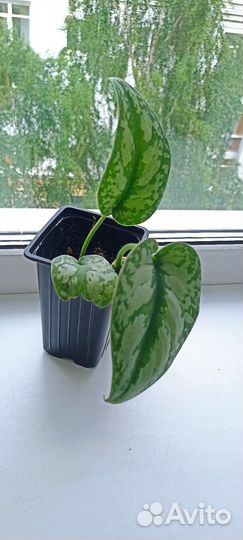 Стендапсус