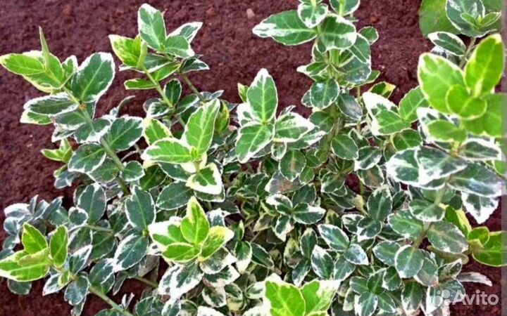 Бересклеты