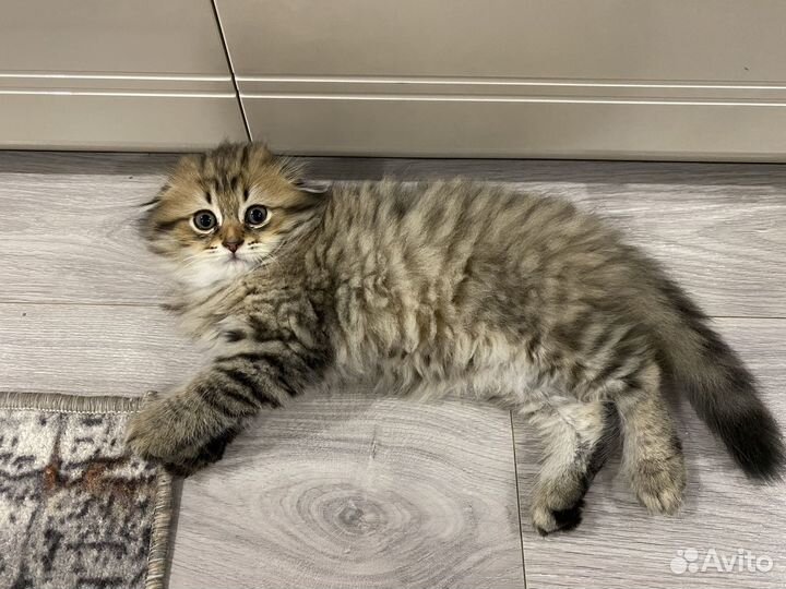 Шотландский вислоухий котик