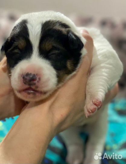 Лапуськи -щенки совсем крошки