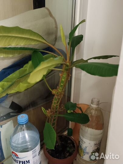 Молочай отросток