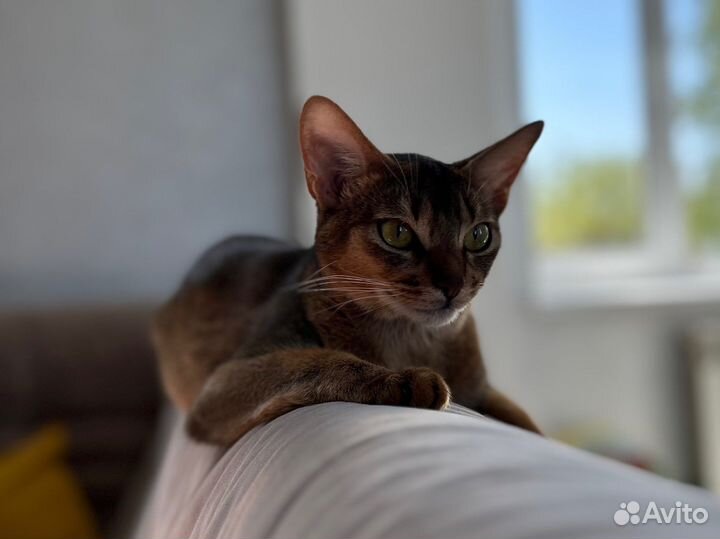 Абиссинская