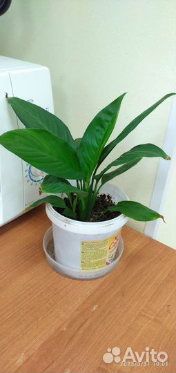 Комнатные цветы