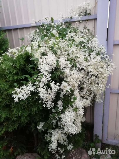 Хоста дев виноград