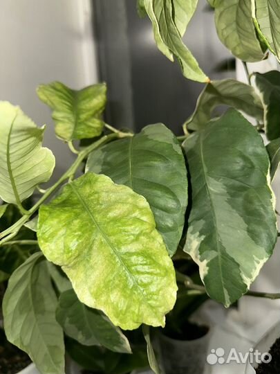 Лимон вариегатный