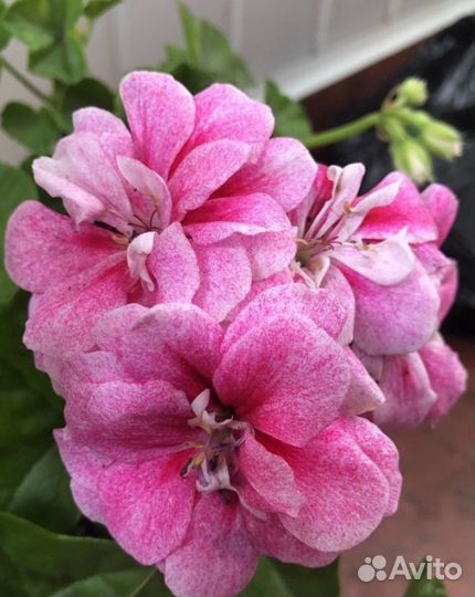 Пеларгонии ампельные (плющелистные) сортовые