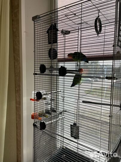 Попугай неразлучники с клеткой