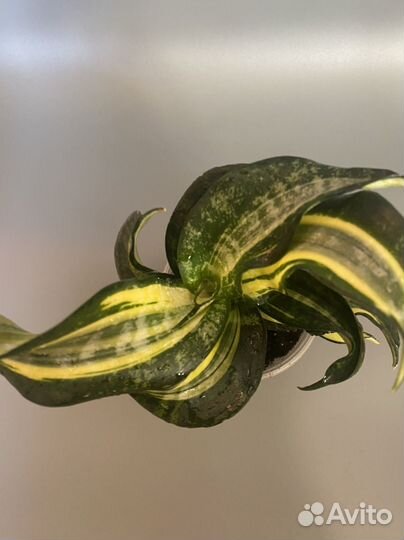 Снсиеверия Twirl Spiral Star