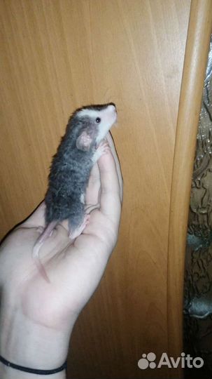 Декоративная крыса дамбо