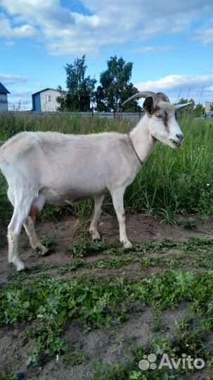 Коза дойная