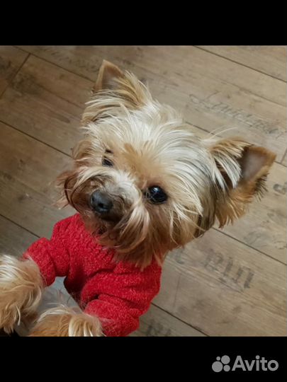 Йорк мини беби фэйс