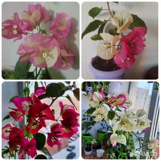 Бугенвиллея