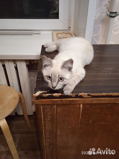Котики
