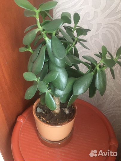 Денежное дерево толстянка