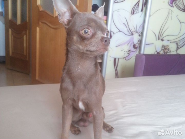 Вязка чихуахуа мальчик