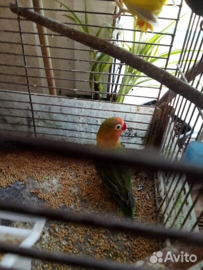 Попугай неразлучник Фишера