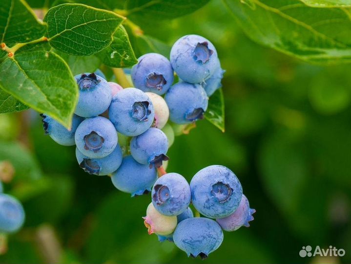 Саженцы Голубика из питомника