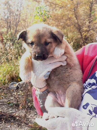 Щенок в добрые руки