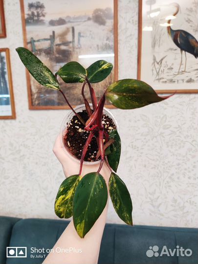 Филодендрон Ред Эмеральд/Клубничный Шейк