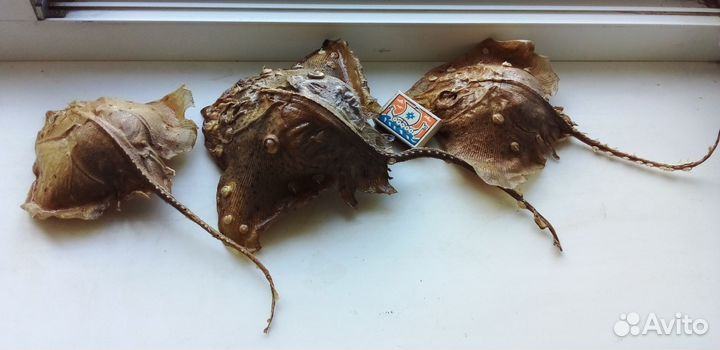 Чучело Рыбы