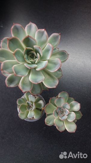 Суккуленты