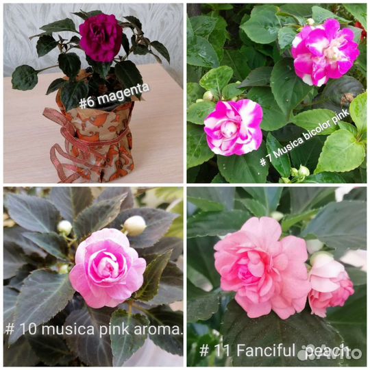 Бальзамин (ванька мокрый)