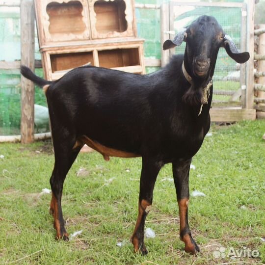 Англо нубийский козел