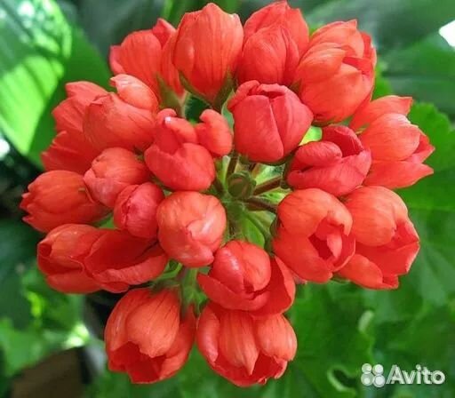 Пеларгония герань тюльпановидная