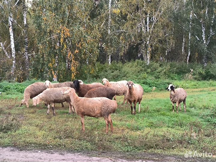 Продаются бараны