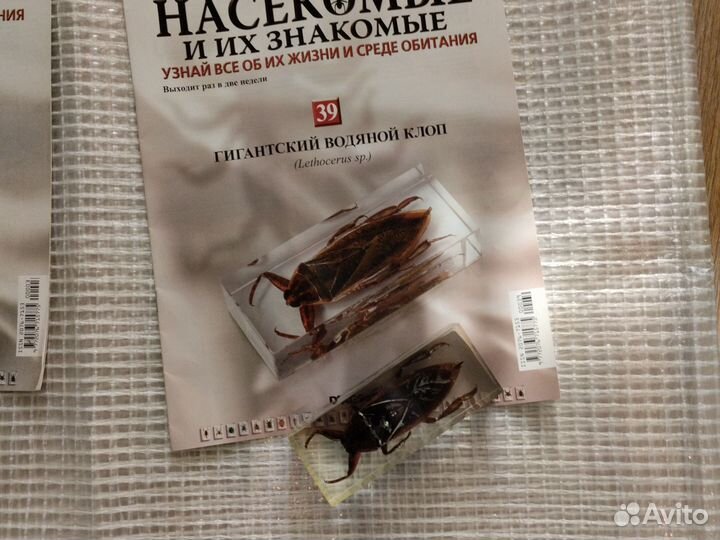 Жуки в смоле. больше