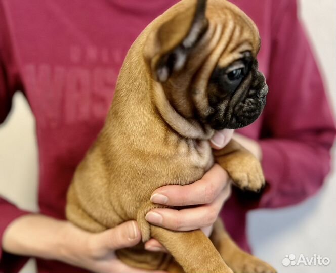 Щенки французского бульдога