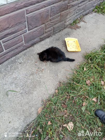 Бездомный котик