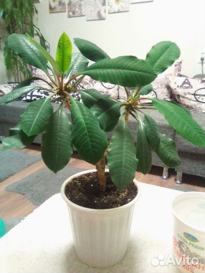 Молочай трехгранный