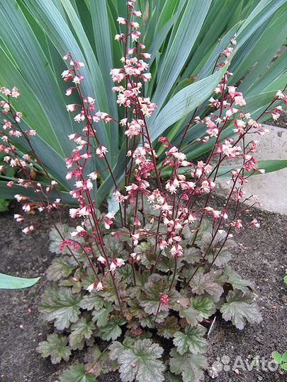 Гейхера - уникальное растение для вашего сада