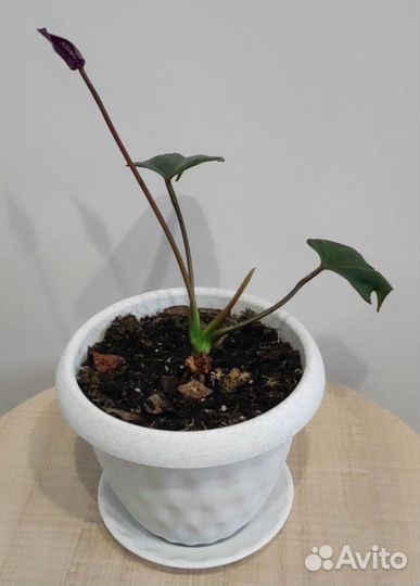 Антуриумы(ванила, фиорино, красный)