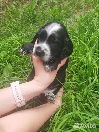 Щенки английского кокер спаниеля