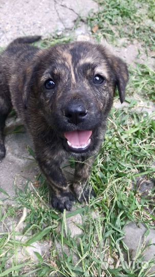 Щенок лабрадора 2 месяца