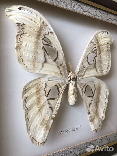 Бабочка Attacus atlas