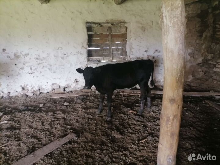 Продажа крс