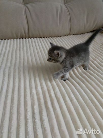 Отдам кошечку