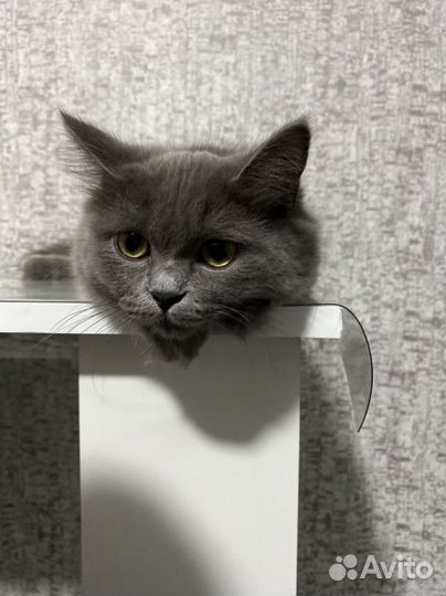 Кошки породистые бесплатно