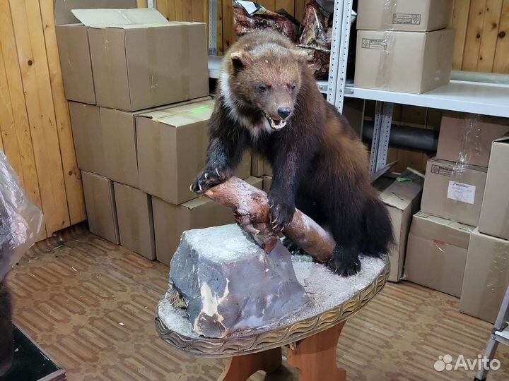 Чучело россомахи животное