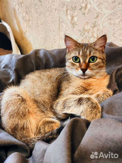 Кошка стерилизованная в добрые руки