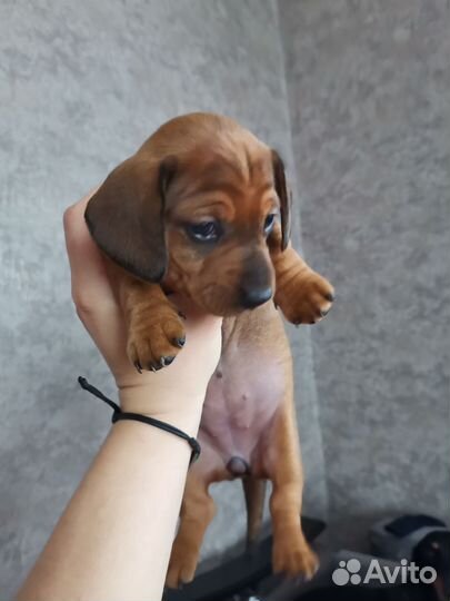 Такса девочка