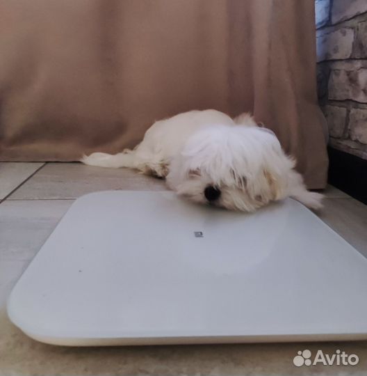 Девочка мальтезе с документами