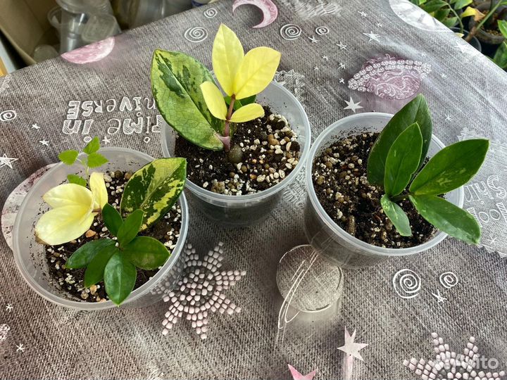 Шорт Лив вариегатные замиакулькасы