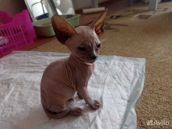 Донской сфинкс